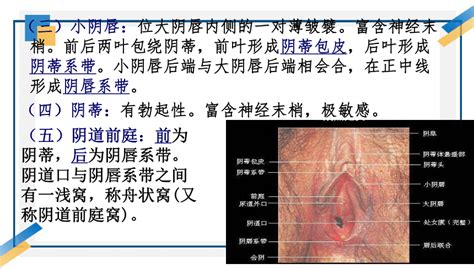 女性生殖器|解剖学高清图谱 女性生殖系统